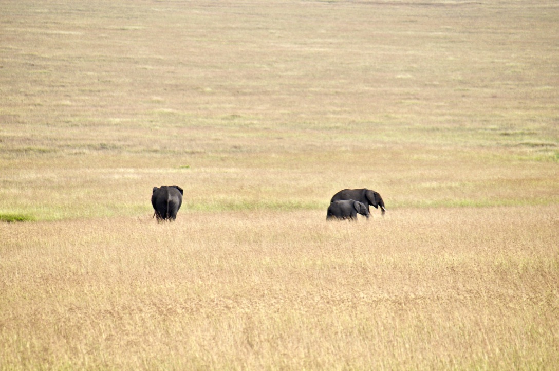 Elephants from distance
