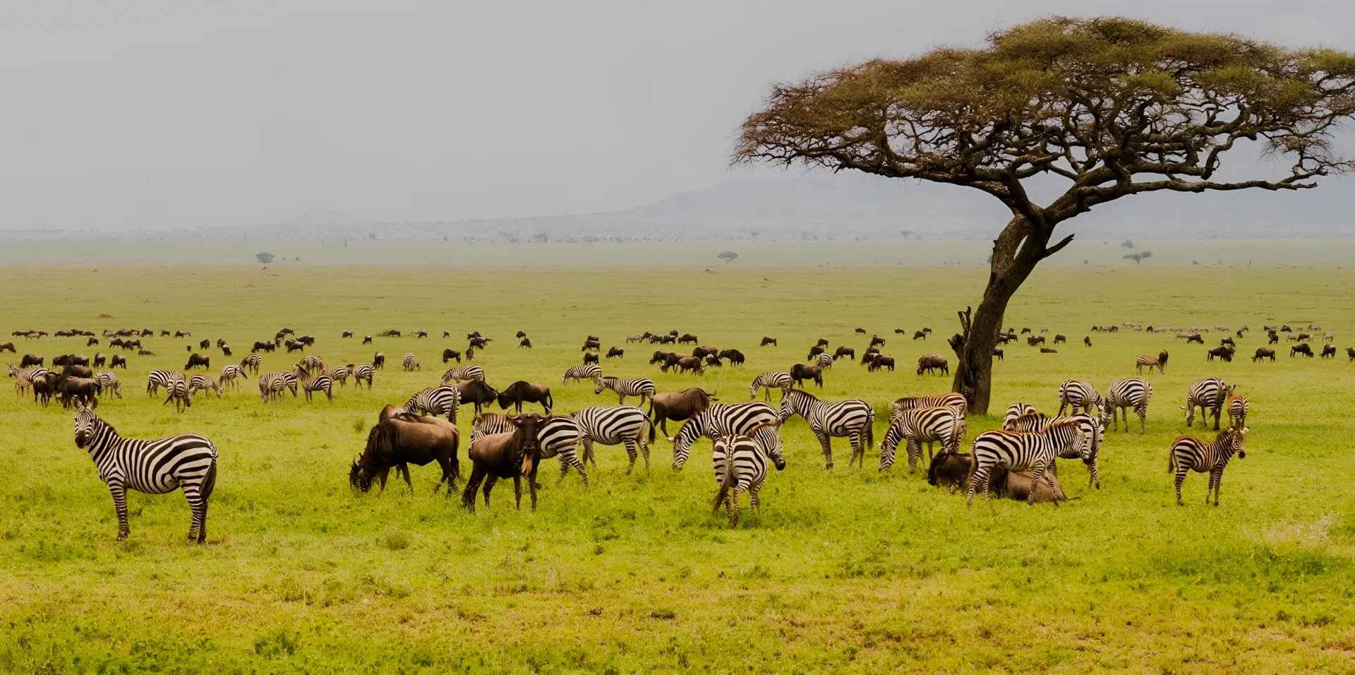 7-days-arusha-manyara-serengeti-ngorongoro-tarangire-private-safari-banner