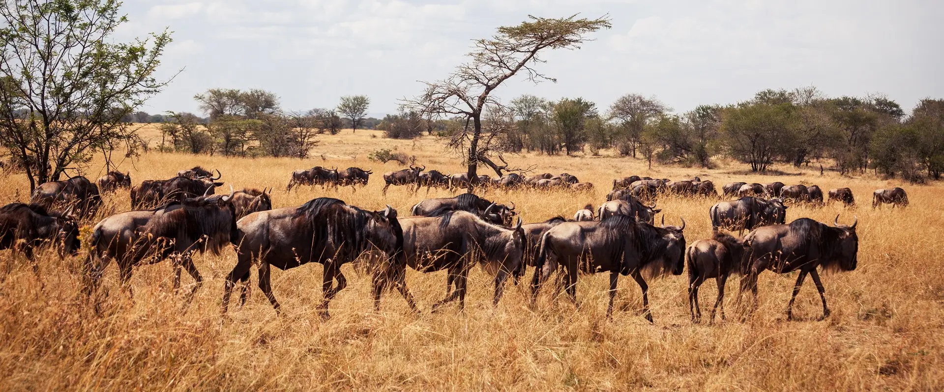 9-days-great-migration-safari-tanzania-Kilidove-Tours