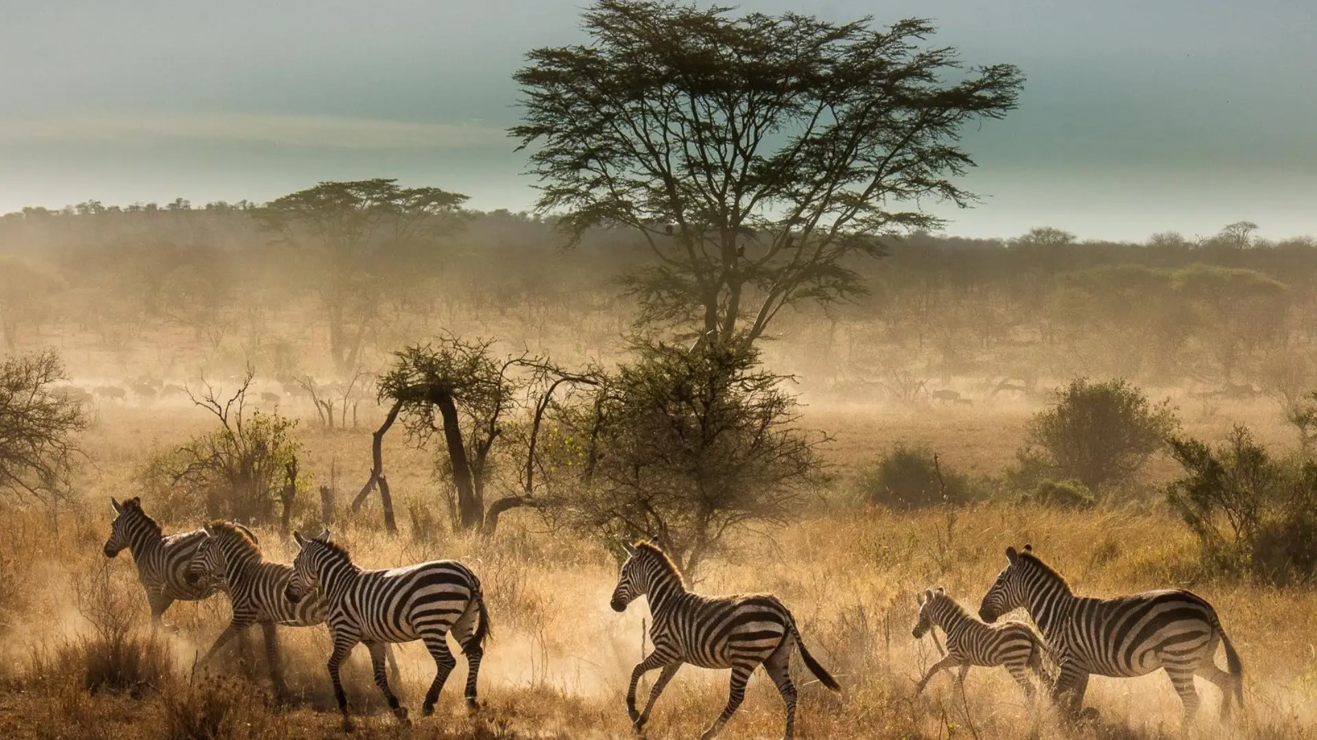 9-days-lake-manyara-serengeti-ngorongoro-crater-and-tarangire-safari-banner