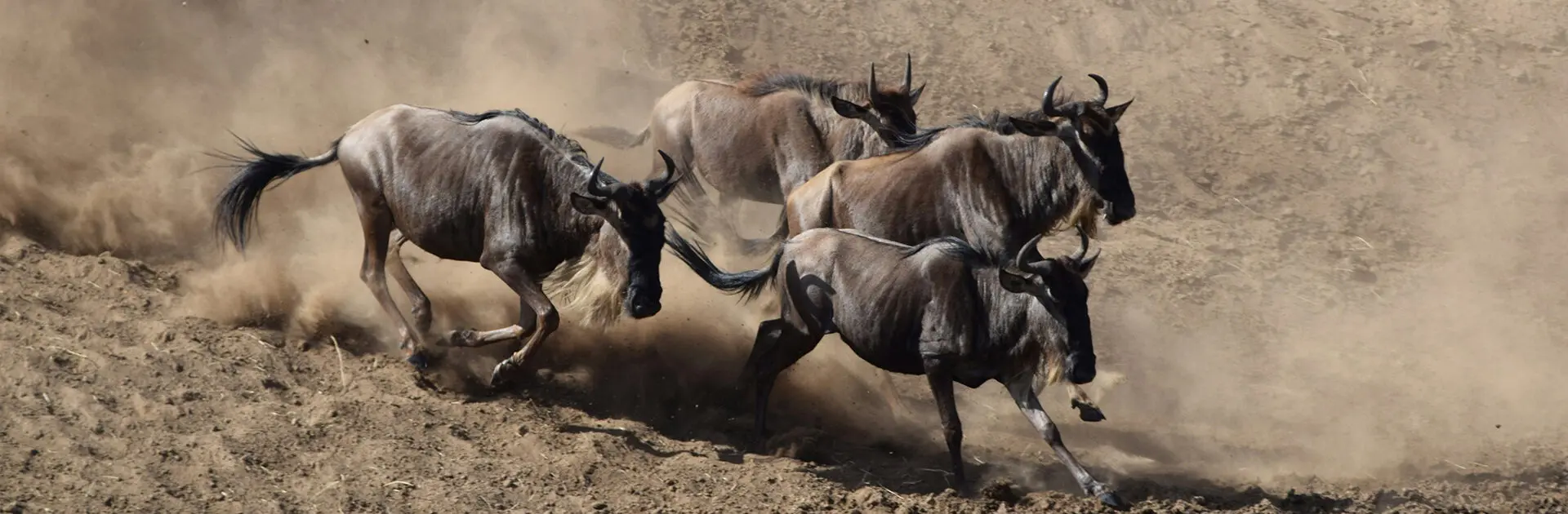 Great-Migration-Option-1-1920x630