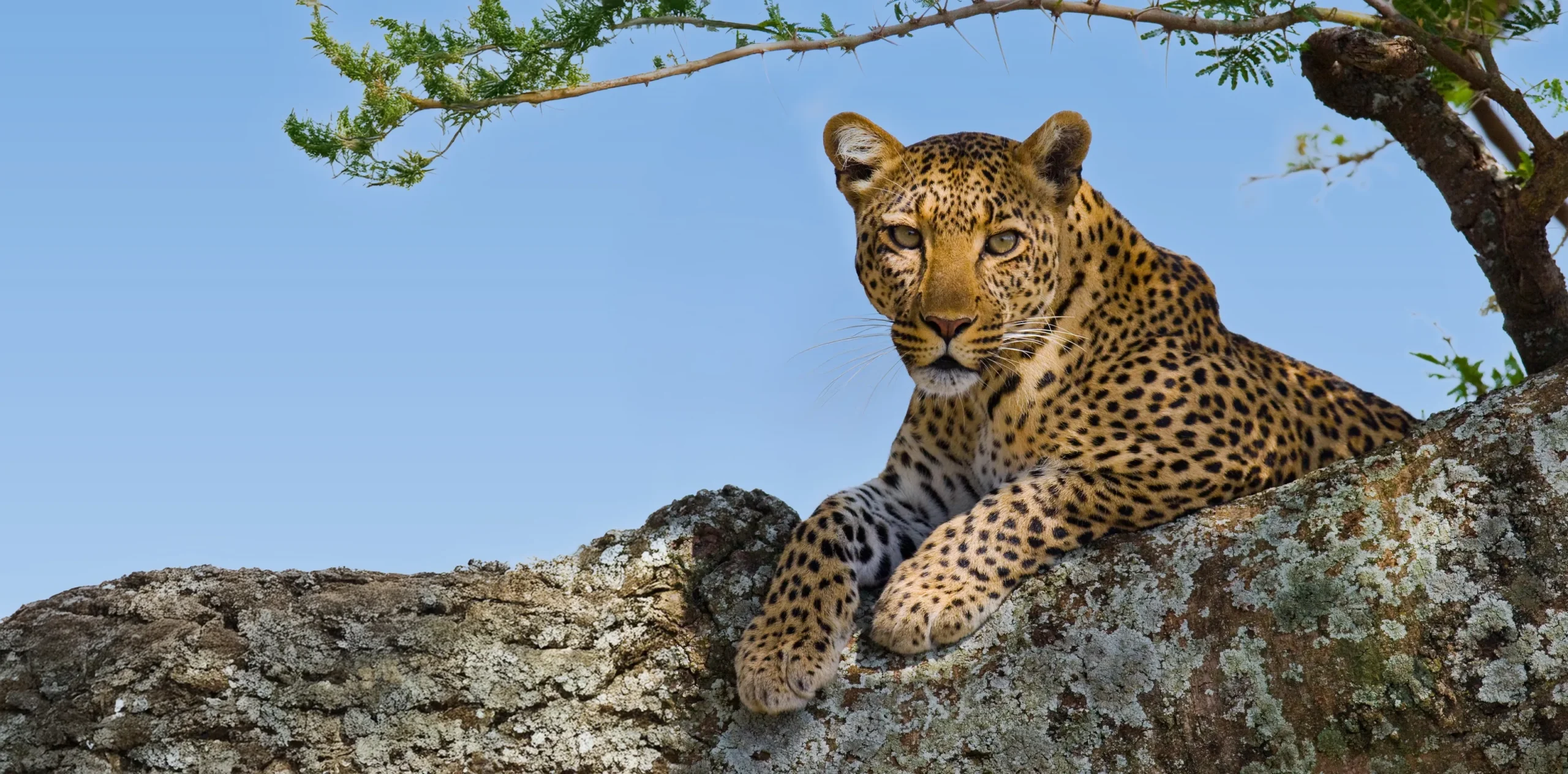 Top-Best-5-Day-Luxury-Tanzania-Northern-Circuit-Safari