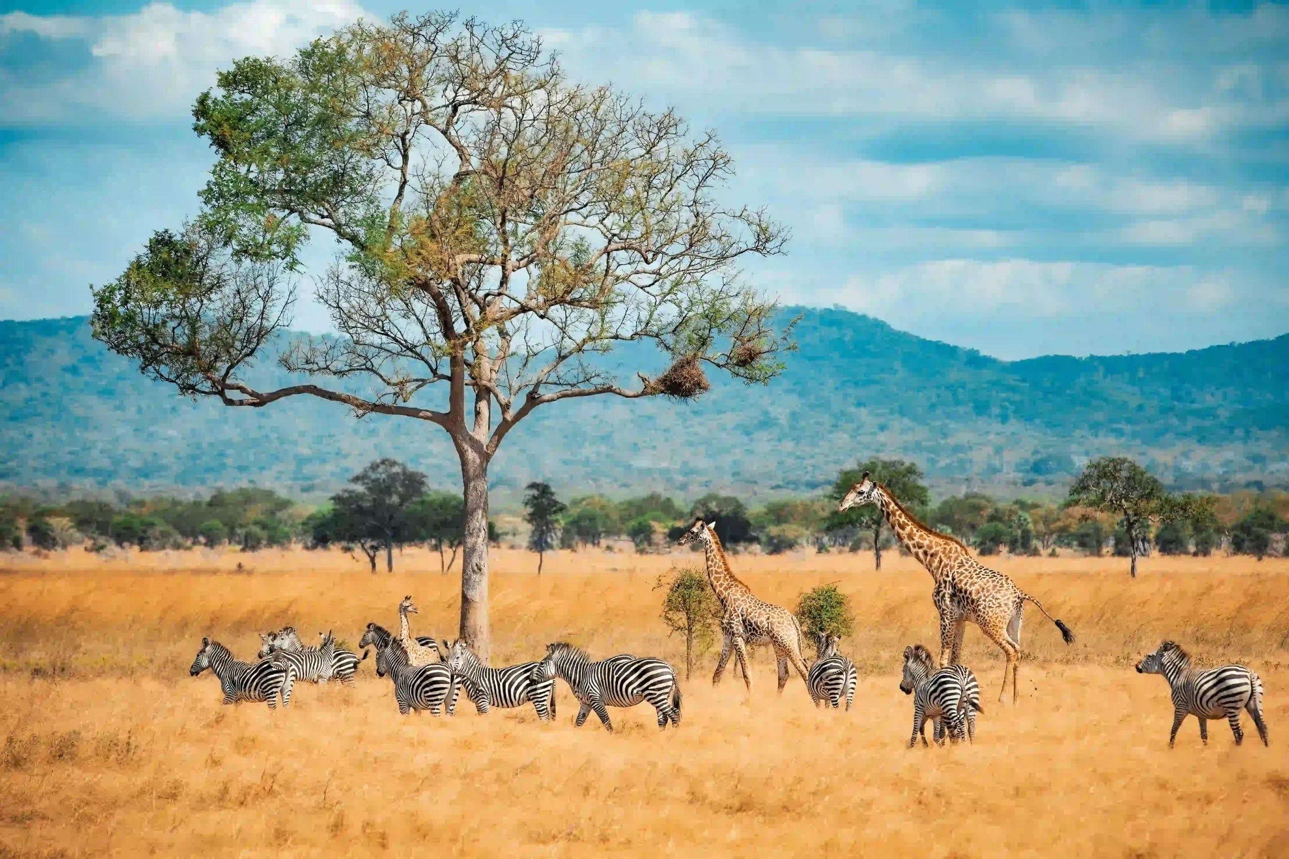 wild-giraffes-and-zebras-together-2024-11-25-23-56-23-utc-scaled